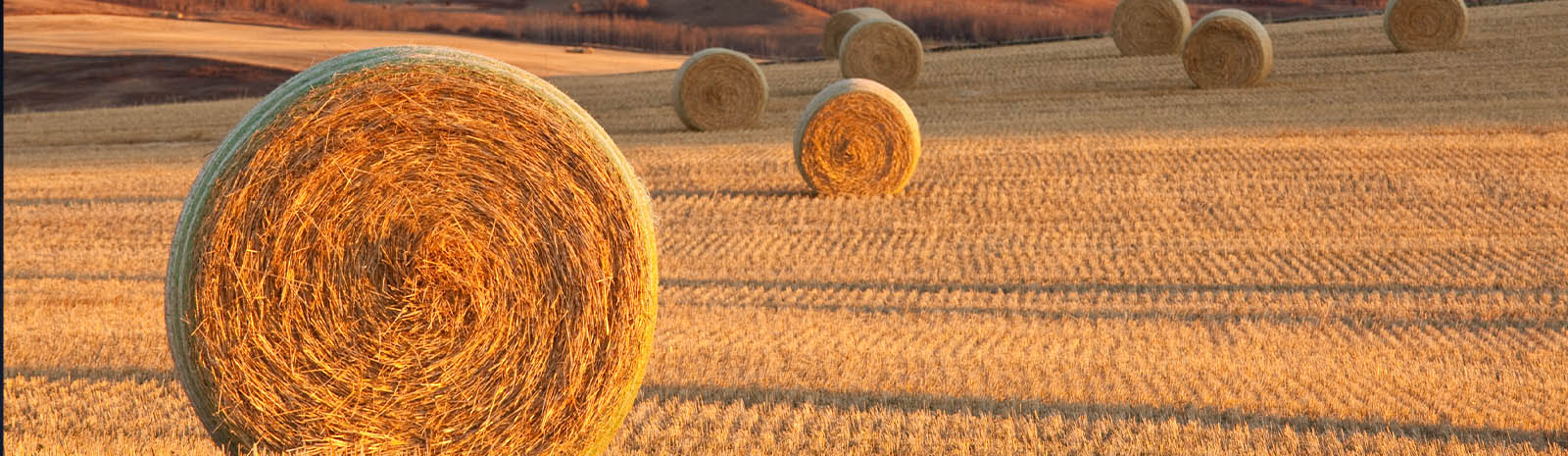 Pasture of Hay Bales